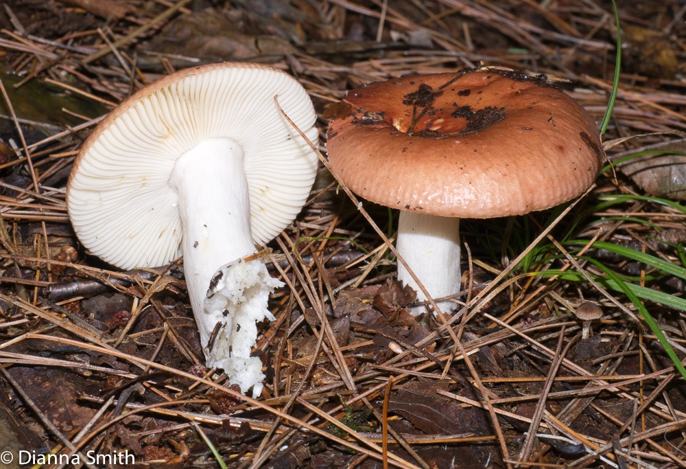 Russula rugulosa1020537