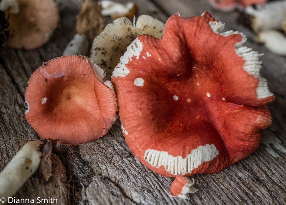 Russula silvicola01375-2