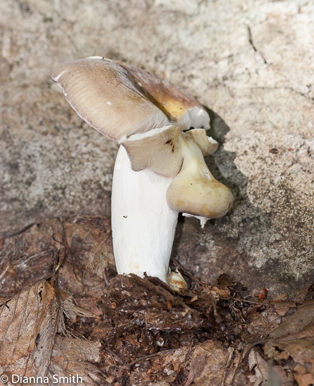 Russula variata nose4919
