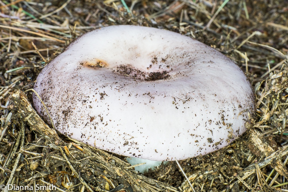 Russula variata00417