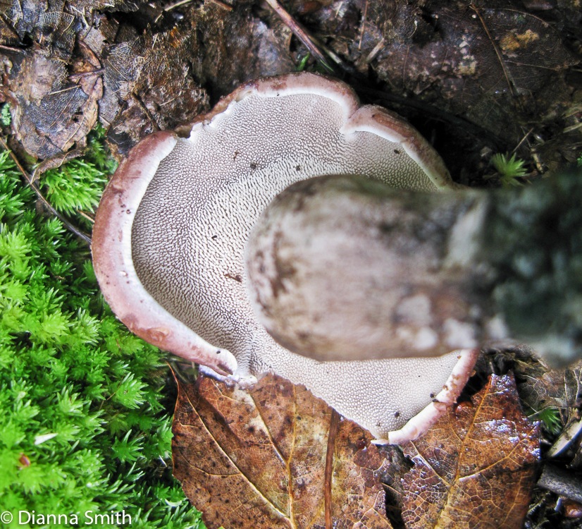 Sarcodon imbricatus1151