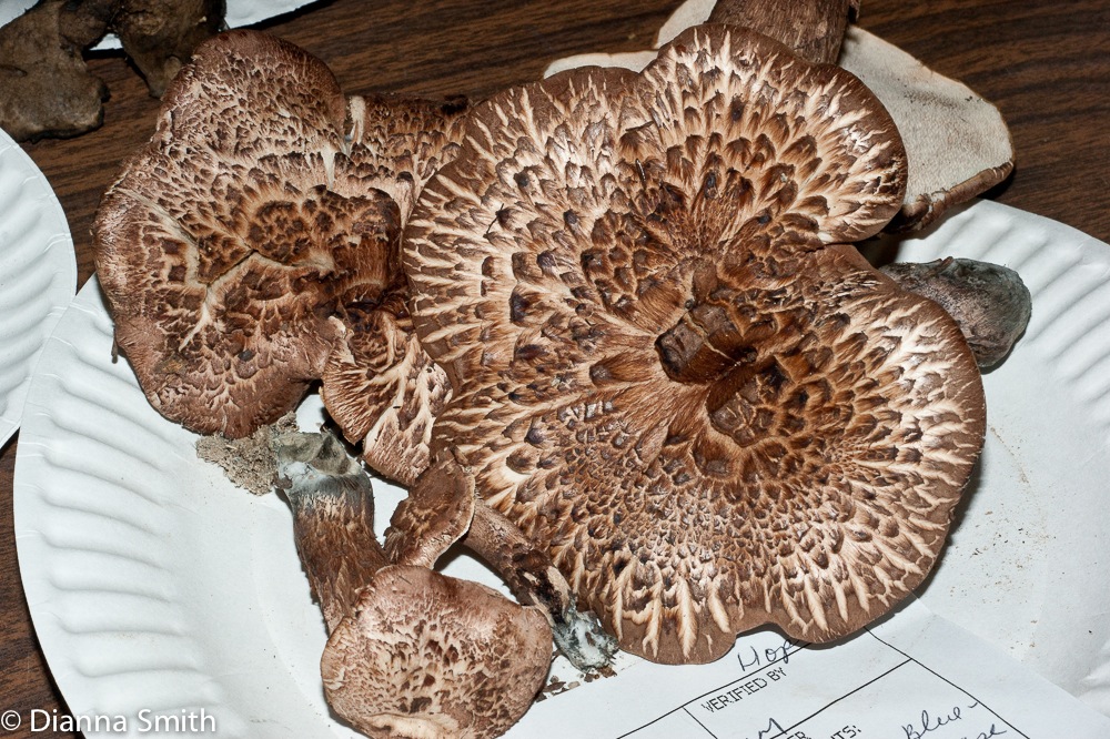 Sarcodon scabrosum03022