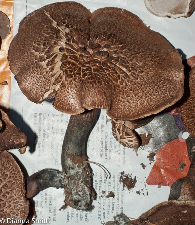 Sarcodon scabrosum03053