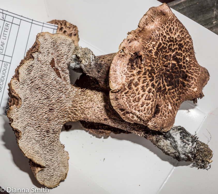 Sarcodon scabrosus02702-2