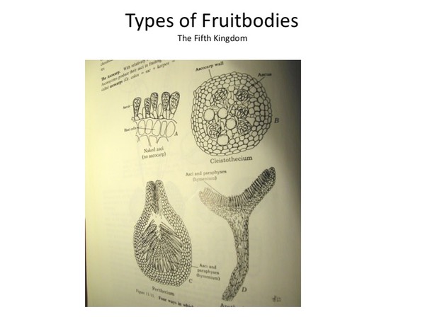Slide011