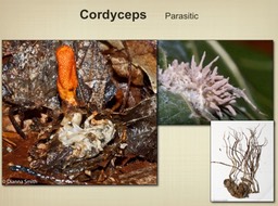 Slide015