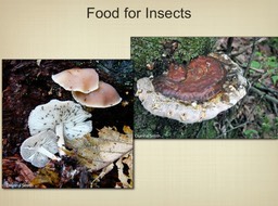 Slide026