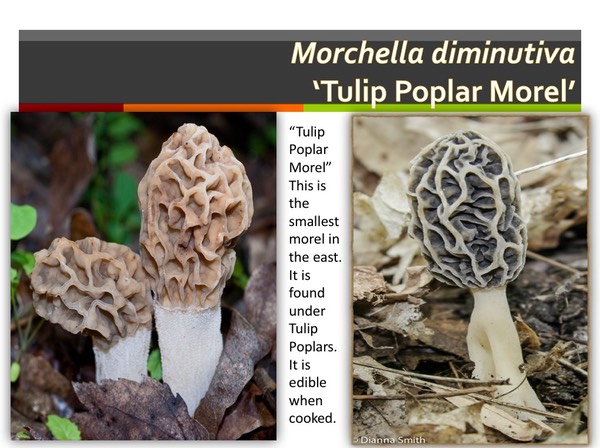 Slide027