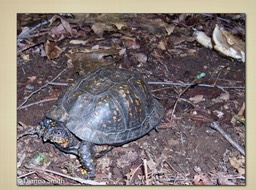 Slide027