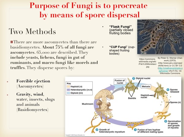 Slide028