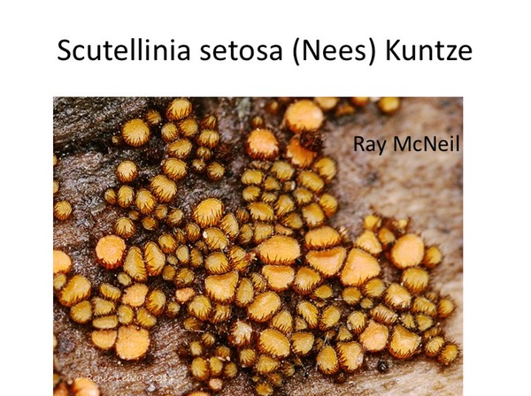 Slide029