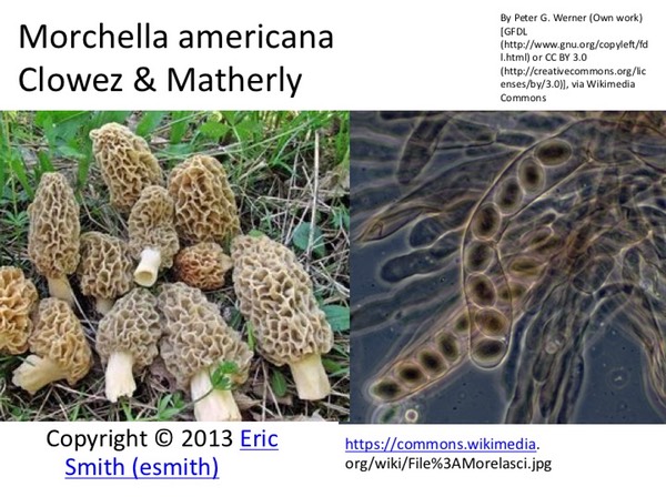 Slide032