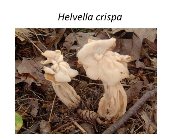 Slide036
