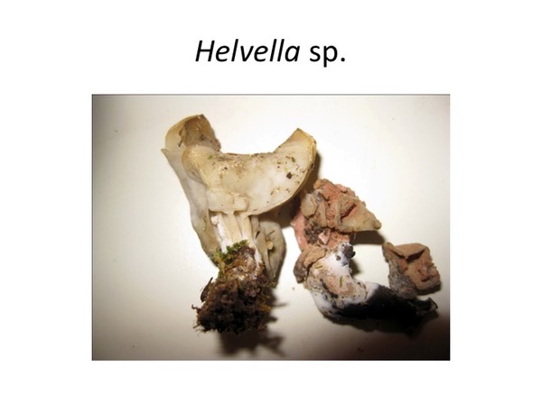 Slide038