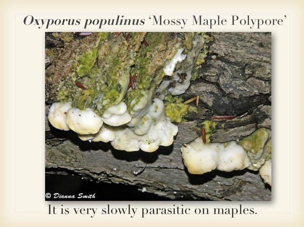 Slide039
