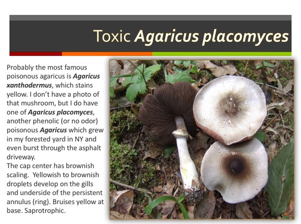 Slide041