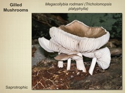Slide041