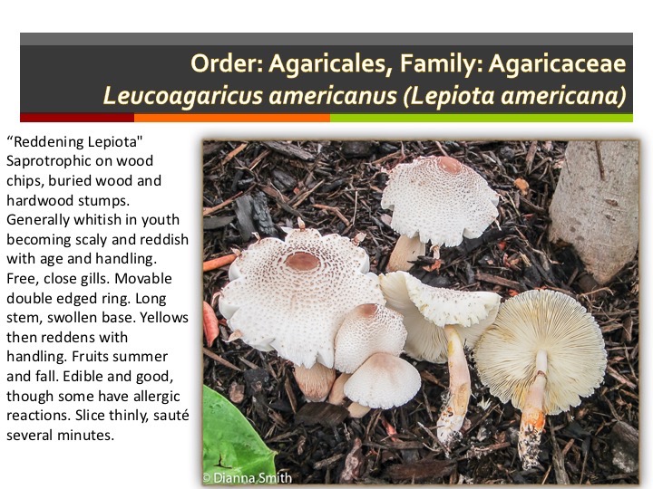 Slide043