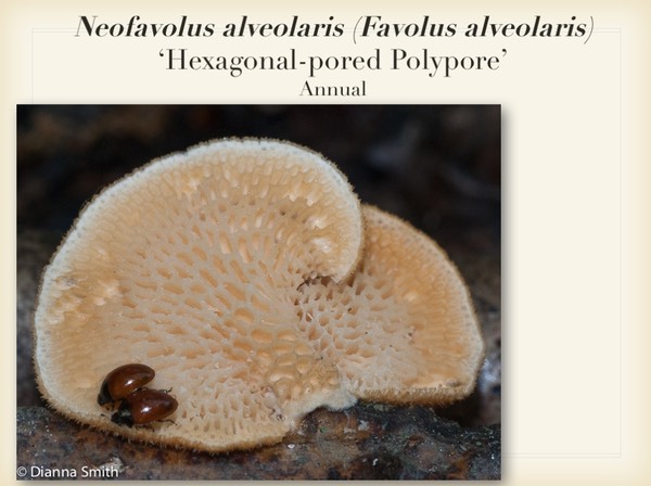 Slide044