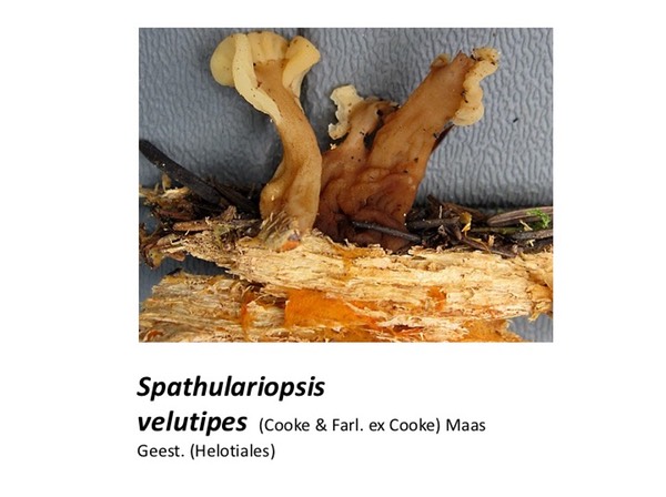 Slide050