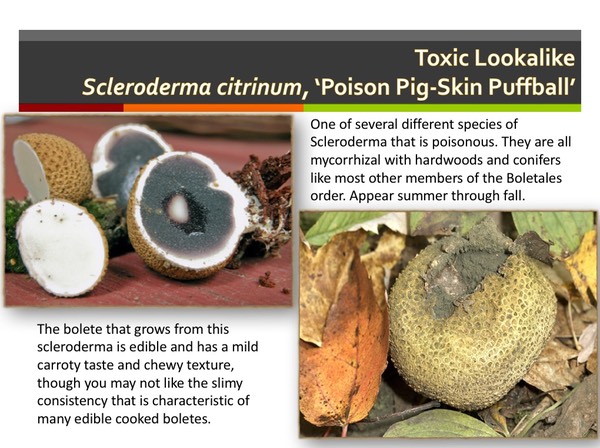 Slide051