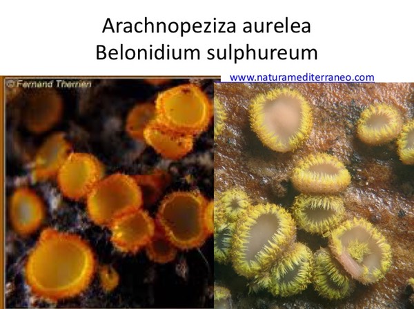 Slide052