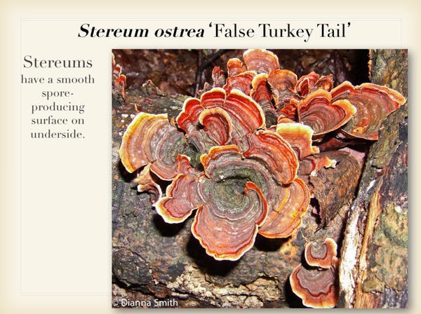 Slide053