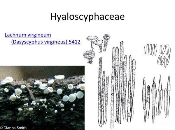 Slide053