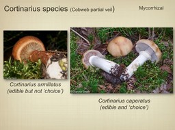 Slide055