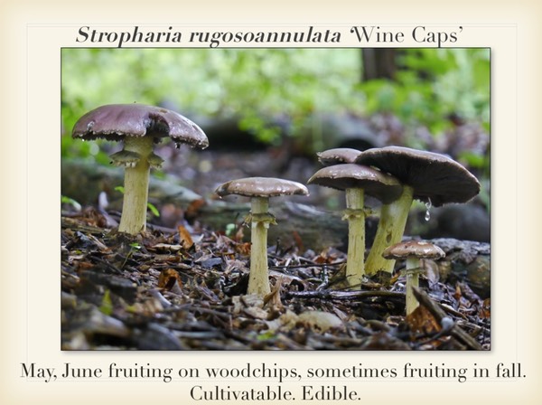 Slide056