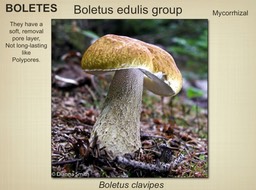 Slide061
