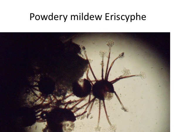 Slide065