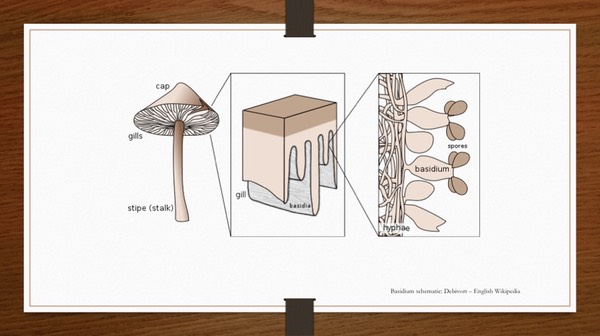 Slide07