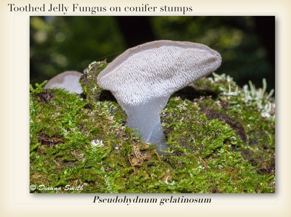 Slide075