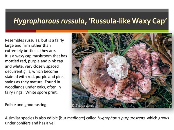 Slide075