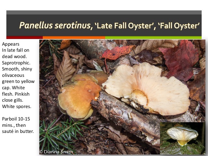 Slide084