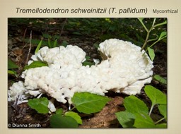 Slide091