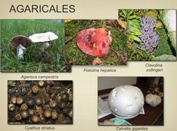 Slide094