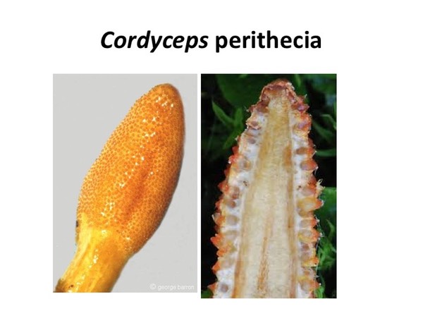 Slide095