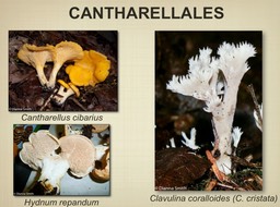 Slide096