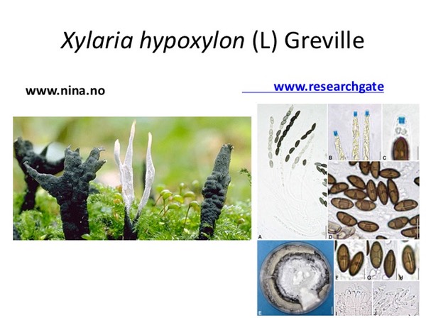 Slide104