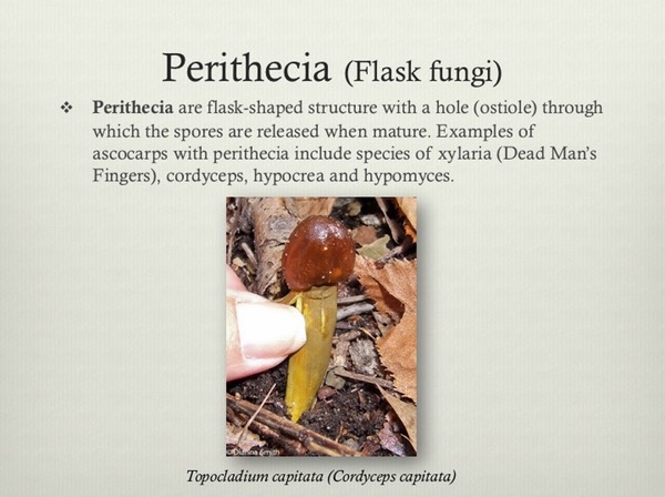 Slide11