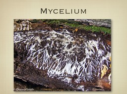 Slide11