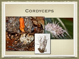 Slide11