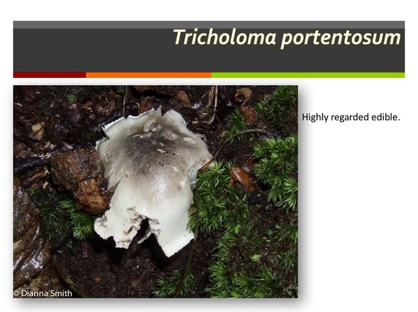 Slide119