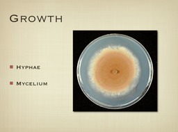 Slide10