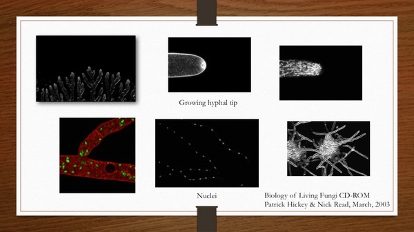 Slide15