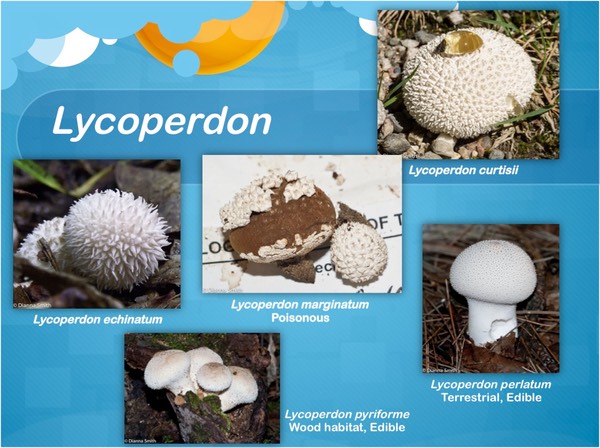 Slide15