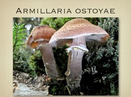 Slide17