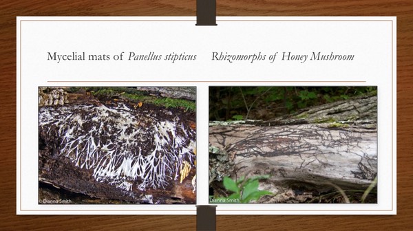 Slide17